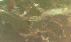 Научно-исследовательские направления